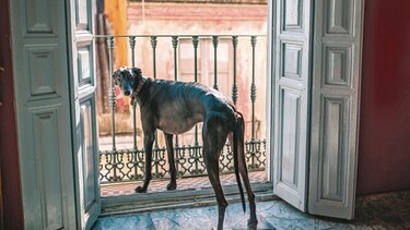 Que el espacio no limite el bienestar de su mascota