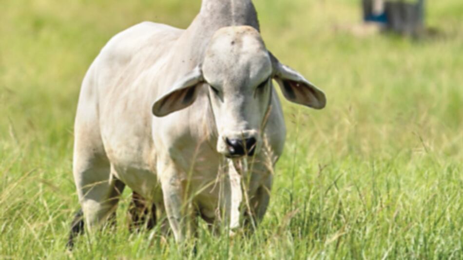 Ganaderos advierten sobre riesgo en consumo de carne