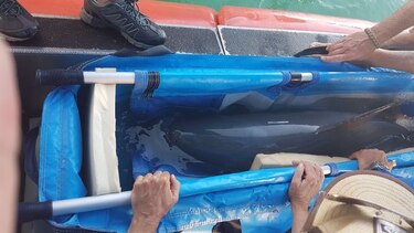 Investigadores en México atrapan a una vaquita marina