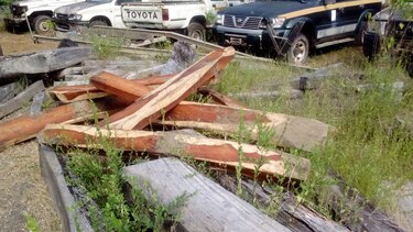 Los Santos: decomisan madera talada en peligro de extinción