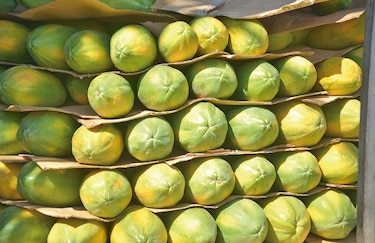 El milagro de la papaya