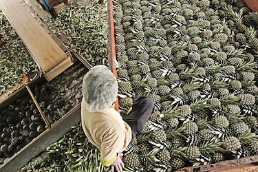 Exportadora de piña sortea la pandemia con más mercados
