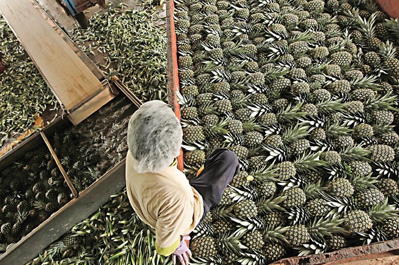 Exportadora de piña sortea la pandemia con más mercados