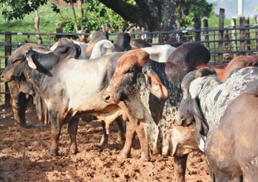 Entregan sementales de alta genética en Colón