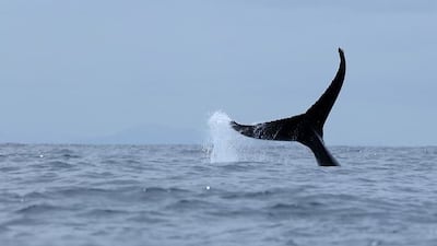 Primer ministro canadiense refuerza la cooperación con la UE en defensa y protección de los océanos