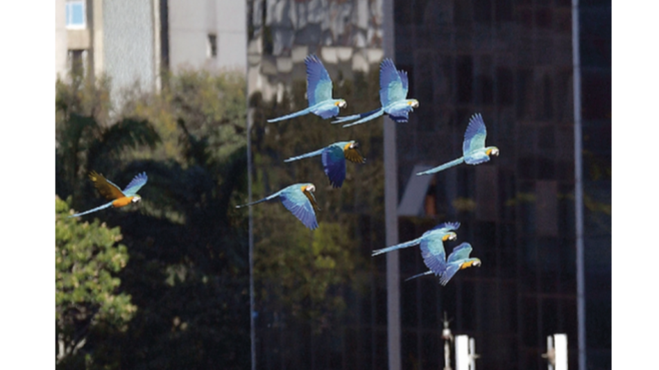 El espectáculo cromático de las guacamayas