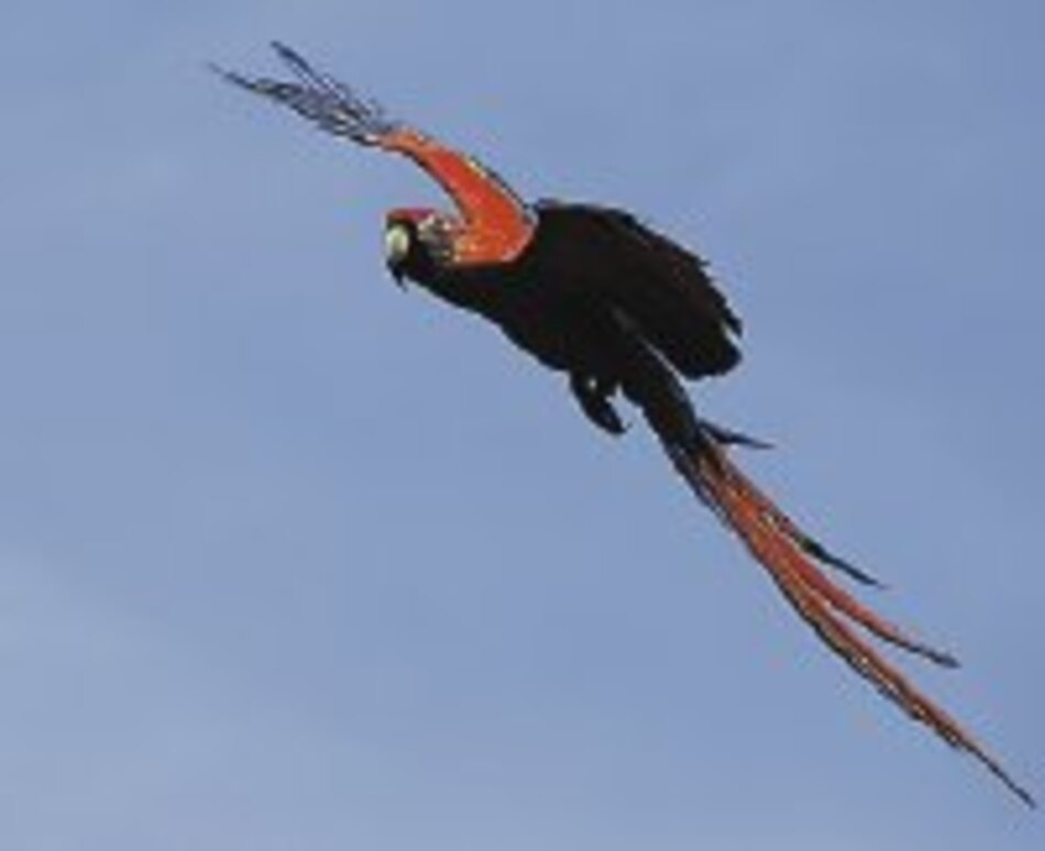 Menos guacamayas