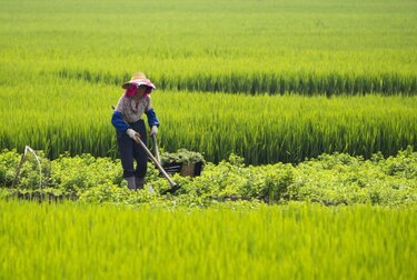 Japón analizará cosechas de arroz en busca de cesio radiactivo