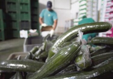 Alerta en toda Europa por brote de E. coli