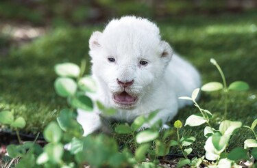 White King, el león blanco que nació en un zoológico español