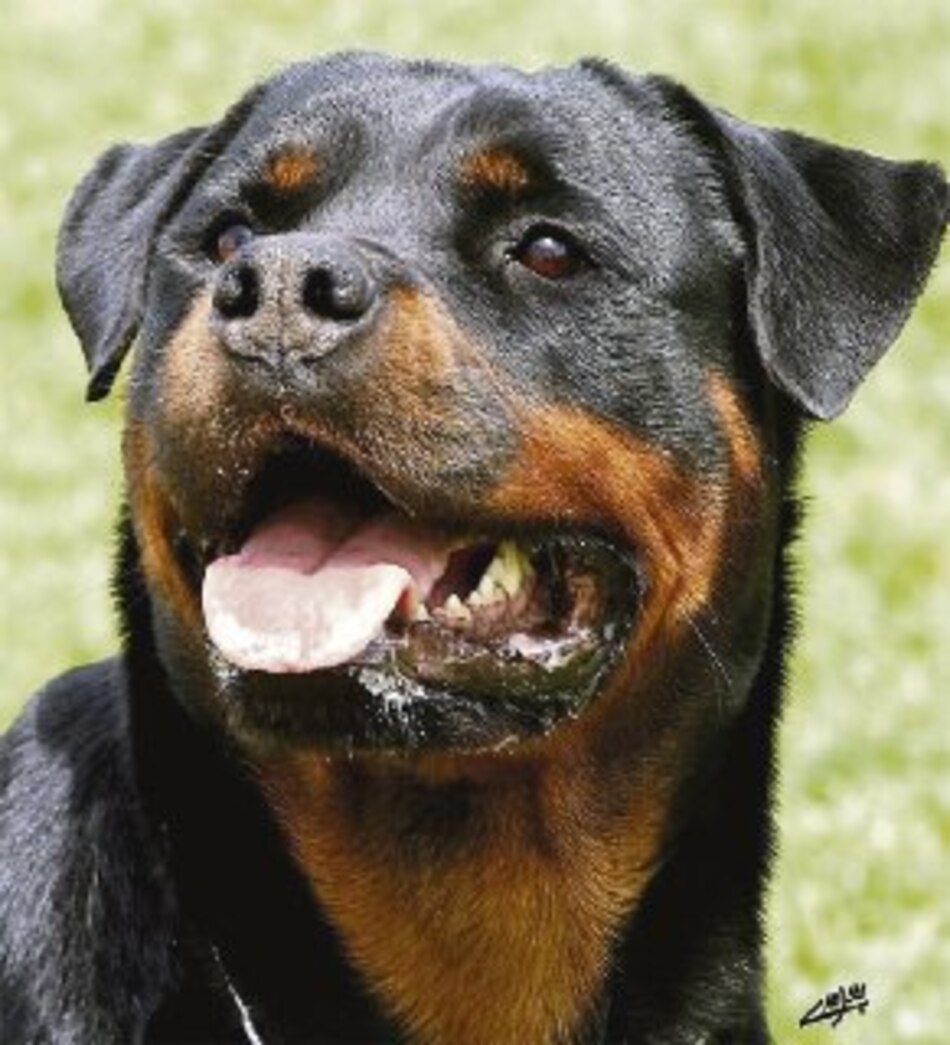 El rottweiler