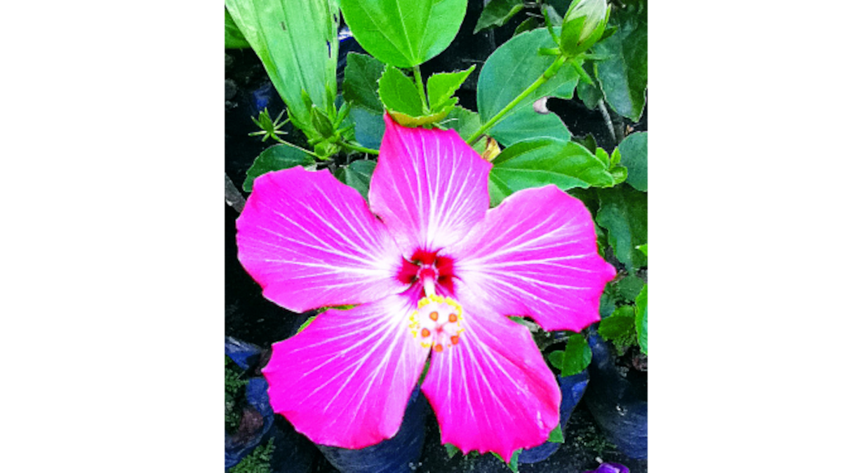 ‘Hibiscus rosa-sinensis’ (Papo) es originaria de Asia.