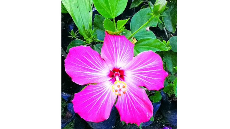 Panamá y su flora introducida