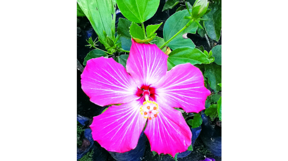 Panamá y su flora introducida