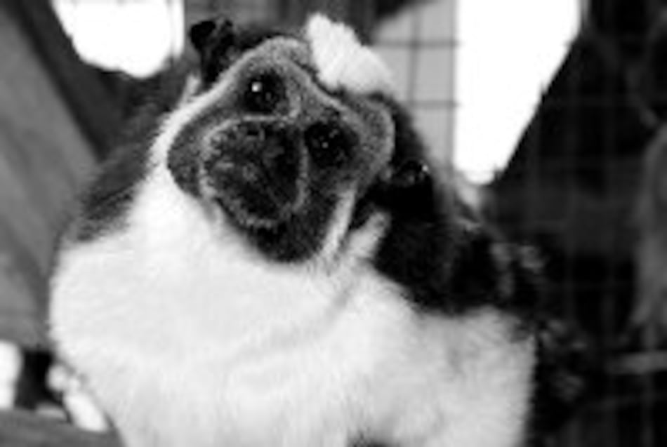 Un espacio dedicado a los animales