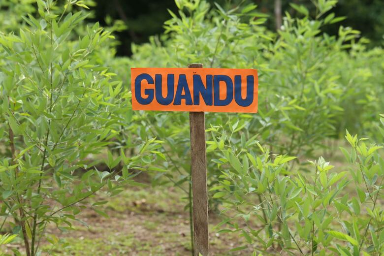 El Canal de Panamá, una ruta con aroma de café