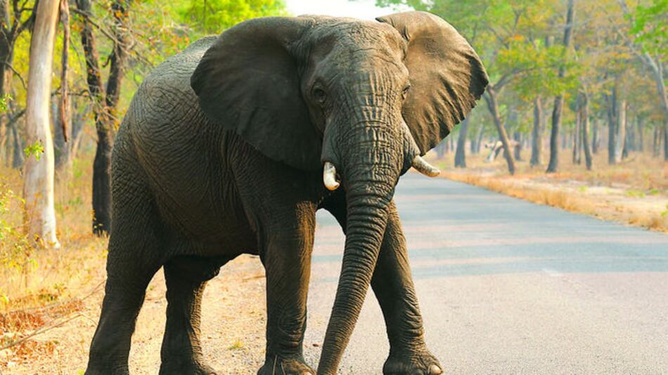 Estudian por qué hay poco cáncer entre elefantes
