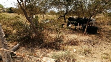 Hurto pecuario asfixia a productores herreranos