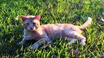 El Garfield panameño