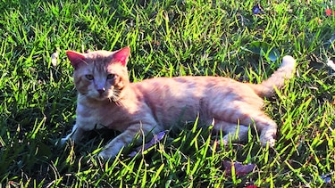 El Garfield panameño