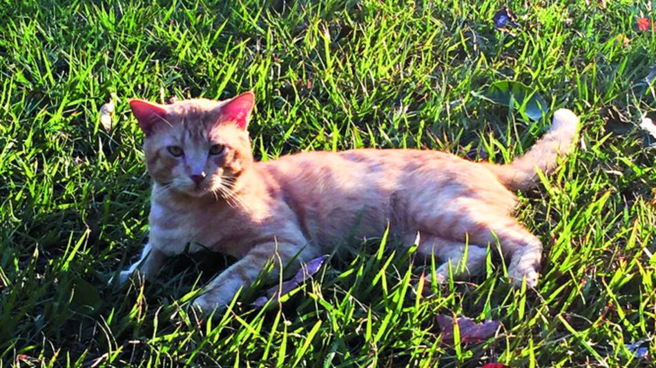 El Garfield panameño