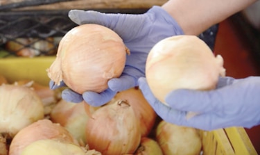 Aprueban importar 45 mil quintales de cebolla por desabastecimiento local