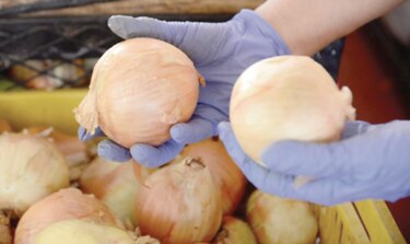 Aprueban importar 45 mil quintales de cebolla por desabastecimiento local