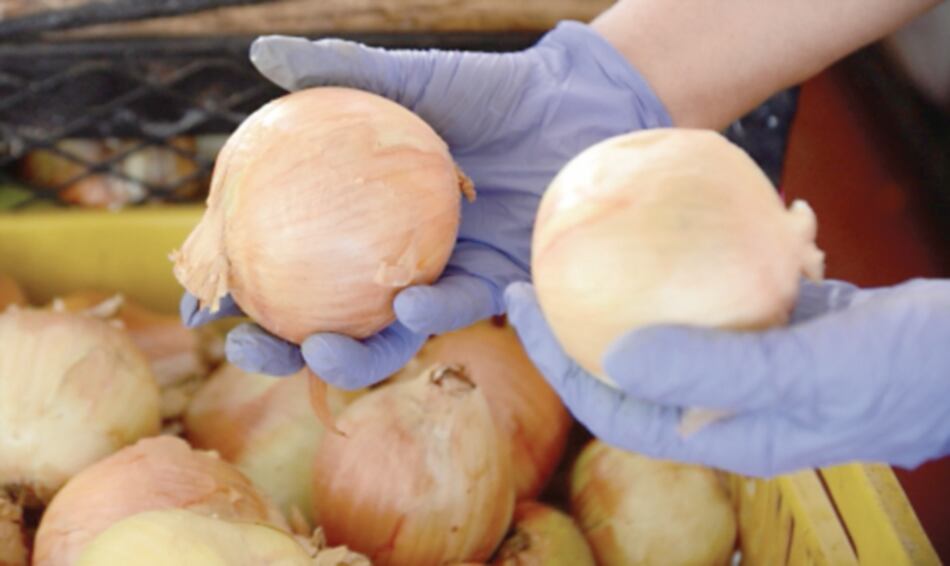 Precio de la cebolla en alza por escasez