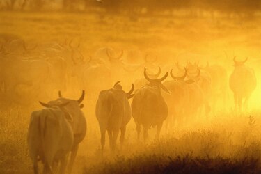 Las “supervacas” que convirtieron a Brasil en el mayor exportador de carne en el mundo