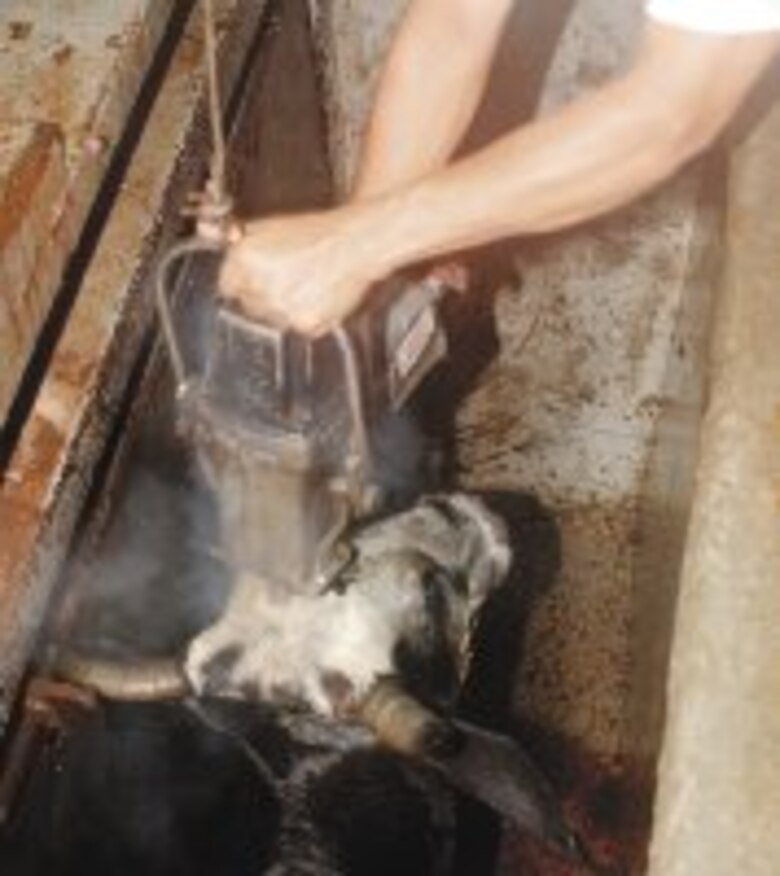 LA MATANZA DE LAS VACAS De ‘terminator’ al martillazo en la cabeza