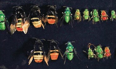 Las abejas de las orquídeas y los eventos climáticos fuertes