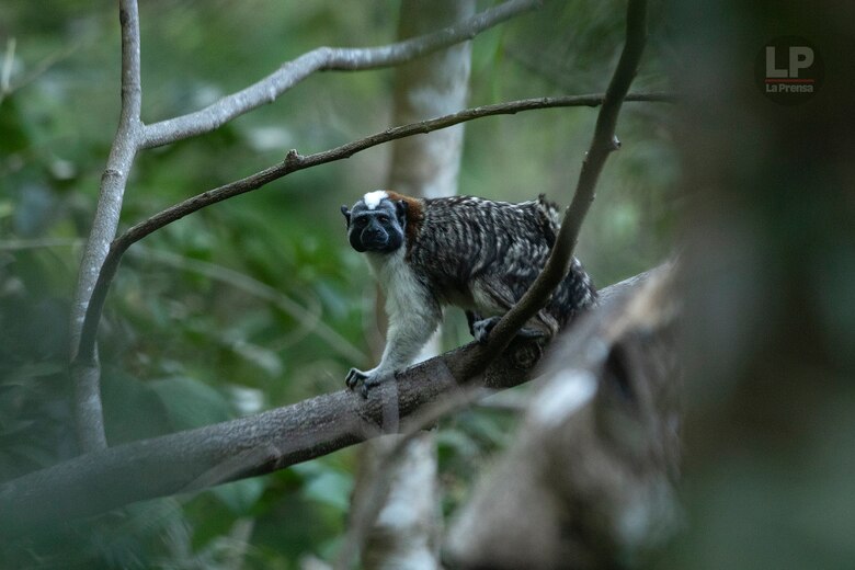 Cerro Chucantí: en busca de ‘Greta Thunberg’ y de los tesoros de las tierras altas del Darién