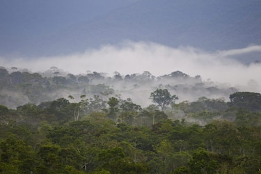 Detectan concentración récord de metales pesados en peces de la Amazonía ecuatoriana