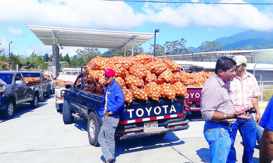 En Panamá se consumen 68 mil kilos de cebolla al día