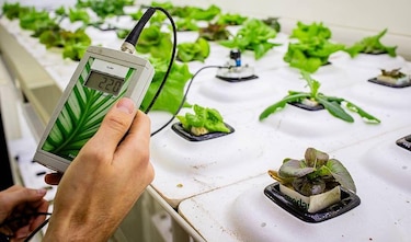 La revolución tecnológica del "food valley": cómo Países Bajos logró ser el tercer exportador mundial de alimentos con un territorio tan pequeño