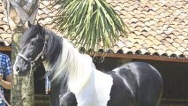 Pipo Virzi, detenido por pagos de H&H