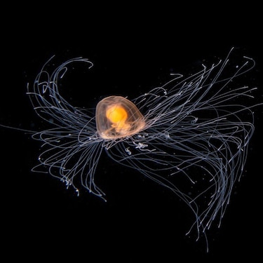 Las impresionantes imágenes de criaturas marinas que logra la buceadora que entra al mar de noche