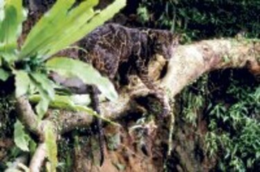 Nueva especie