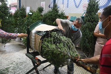 100 mil arbolitos llegarán al país; 20% más que hace un año