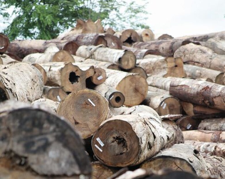 Exigen mayor vigilancia en las selvas de la provincia de Darién