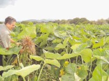 Bacteria ataca cultivo de otoe