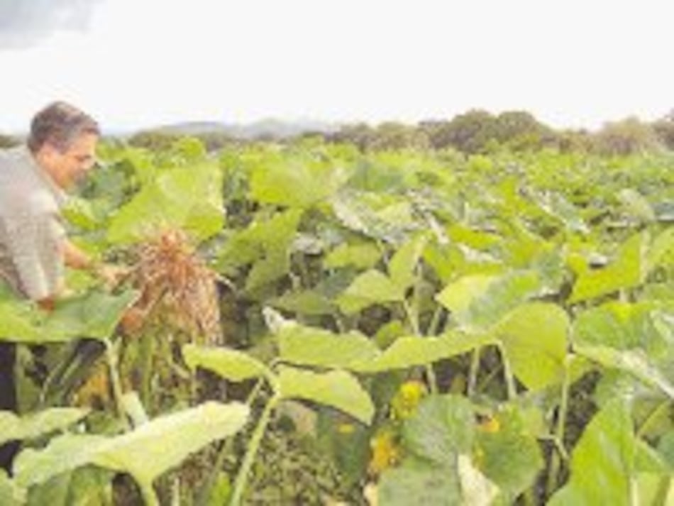 Bacteria ataca cultivo de otoe