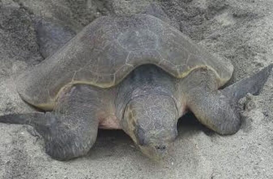 Regresa la caguama a la playa de Farallón