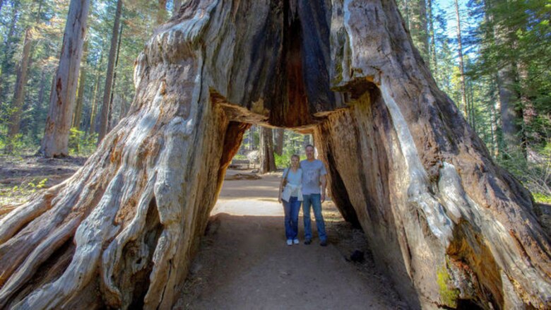 Tormenta derriba icónico 'árbol túnel' de California, Estados Unidos