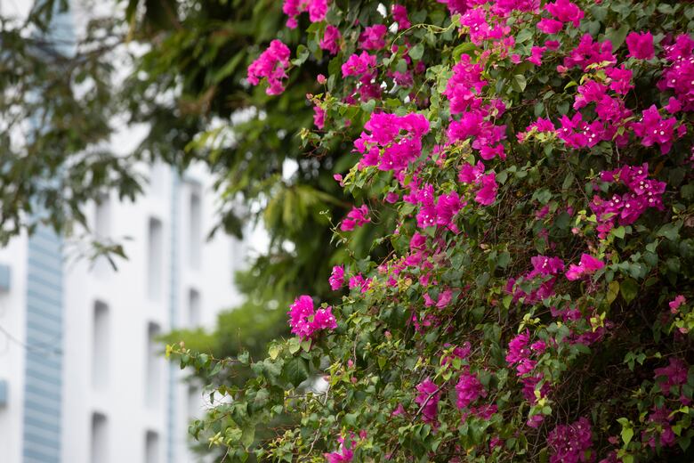 La Cresta: entre árboles, paisajismo, la demanda de agua y mejores servicios públicos