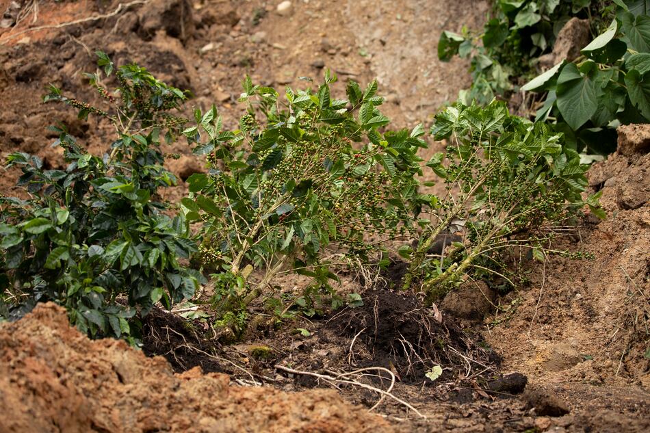 Pérdidas en cultivos suman $5.5 millones en Chiriquí, tras el paso de Eta