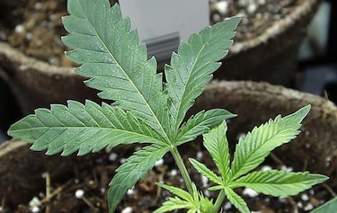 Reunión de dos días sobre el cannabis en Panamá