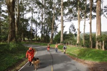 Sinaproc se extralimitó en investigación de holandesas