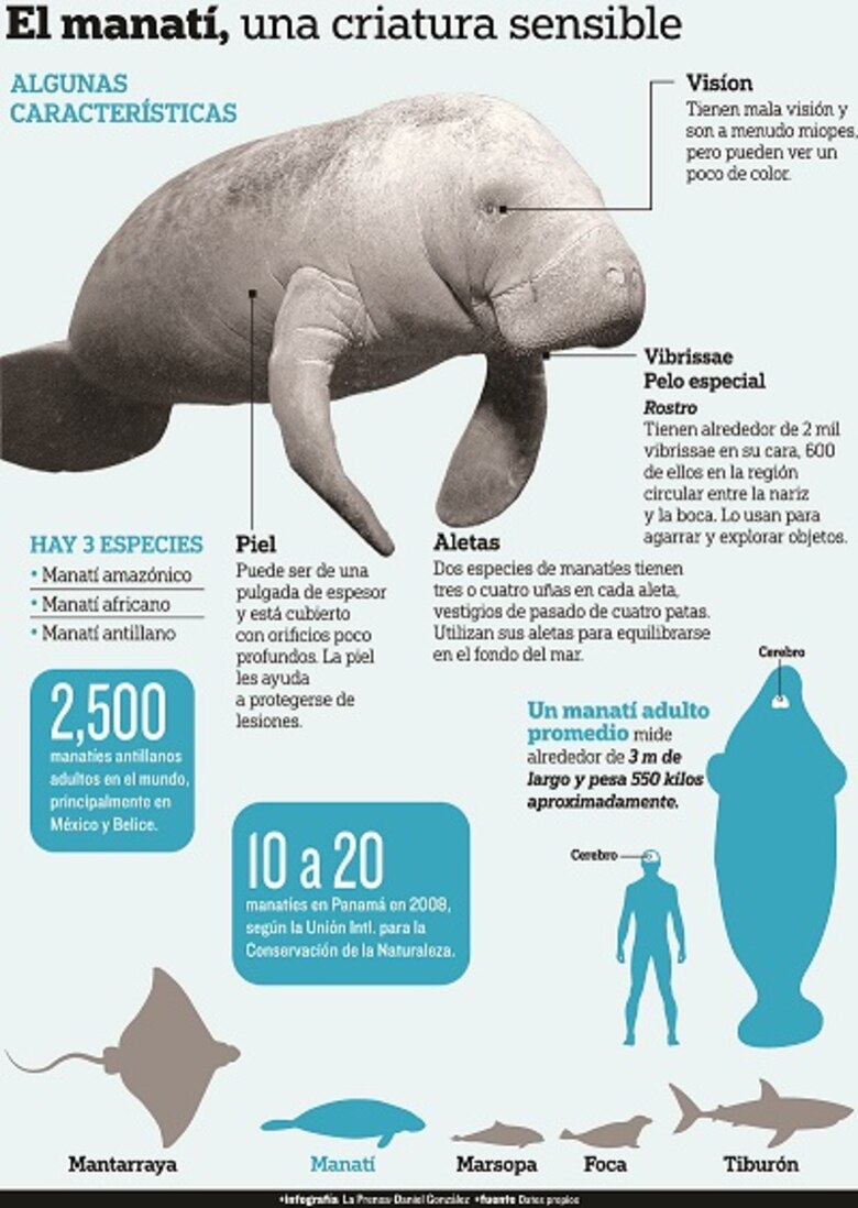 Sigue amenaza a manatíes en área protegida del humedal de San San Pond Sak