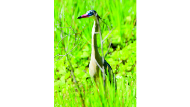 PANAMÁ CUENTA CON UN MILLAR DE AVES